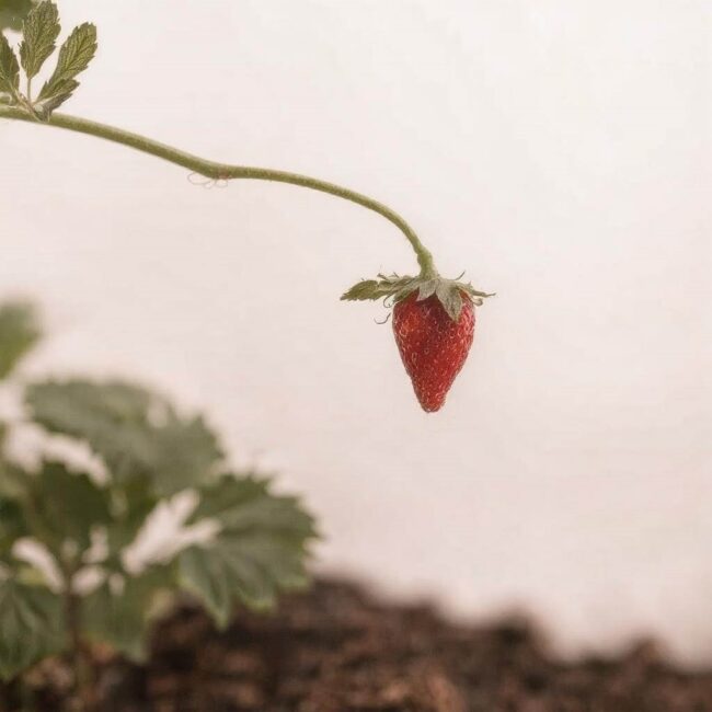 Krok po kroku przesadzanie poziomek